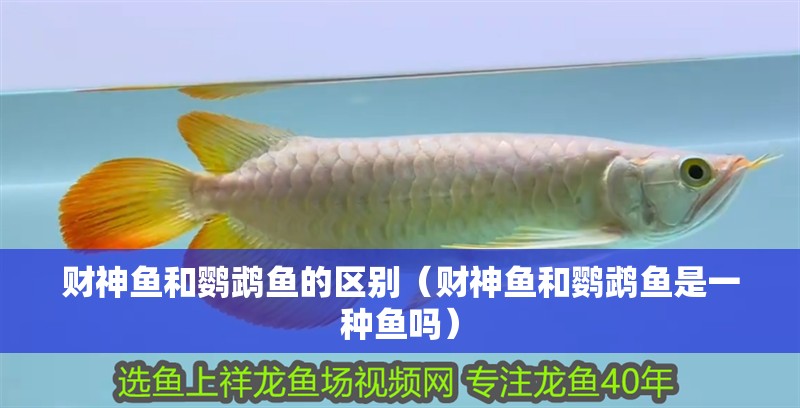 財(cái)神魚(yú)和鸚鵡魚(yú)的區(qū)別（財(cái)神魚(yú)和鸚鵡魚(yú)是一種魚(yú)嗎）