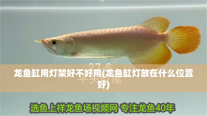 龍魚缸用燈架好不好用(龍魚缸燈放在什么位置好)
