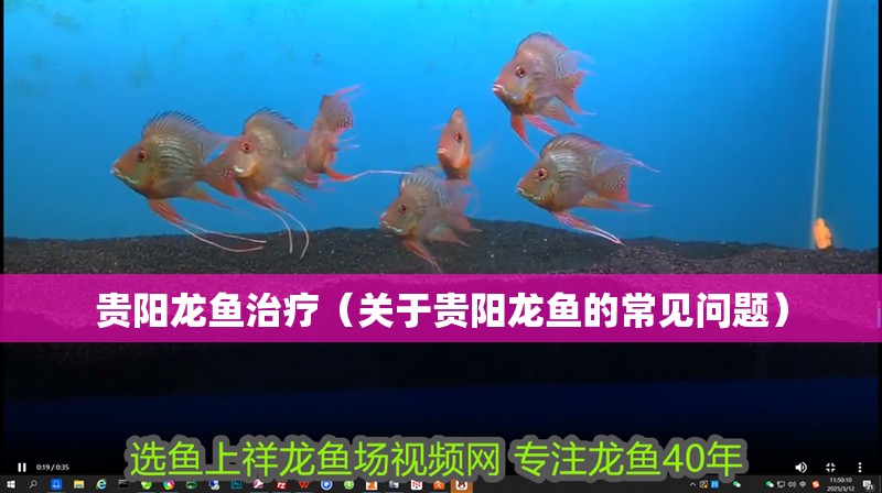 貴陽龍魚治療（關于貴陽龍魚的常見問題）
