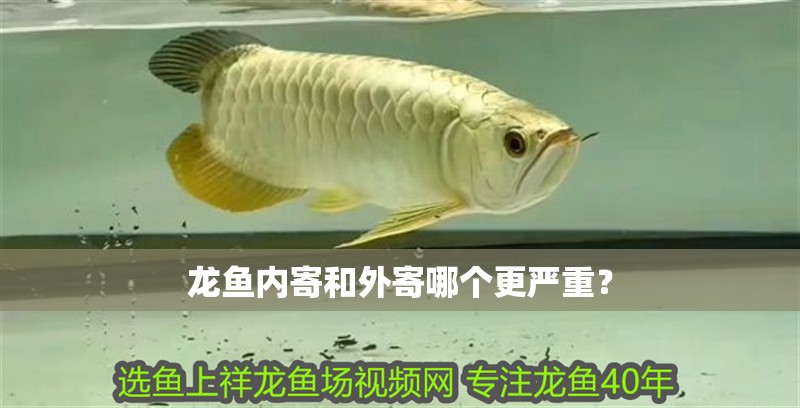 龍魚(yú)內(nèi)寄和外寄哪個(gè)更嚴(yán)重？ 龍魚(yú)內(nèi)寄和外寄哪個(gè)更嚴(yán)重？ 龍魚(yú)百科