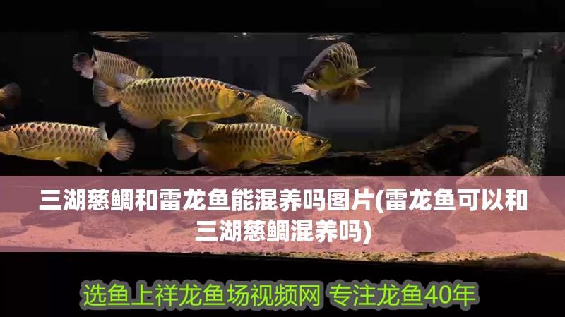 三湖慈鯛和雷龍魚能混養(yǎng)嗎圖片(雷龍魚可以和三湖慈鯛混養(yǎng)嗎)