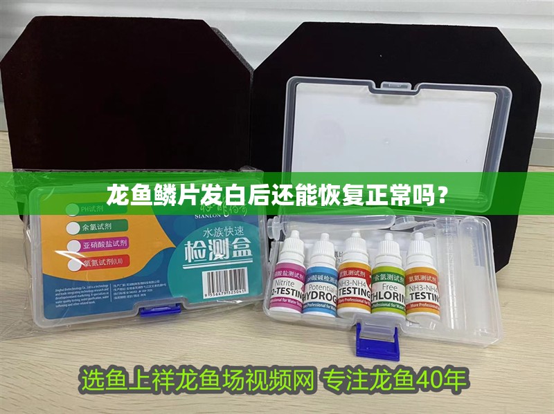 龍魚鱗片發白后還能恢復正常嗎？ 龍魚鱗片發白后還能恢復正常嗎？ 龍魚百科