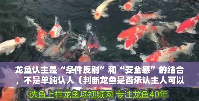 龍魚認主是“條件反射”和“安全感”的結合，不是單純認人（判斷龍魚是否承認主人可以通過觀察其行為和反應來進行）