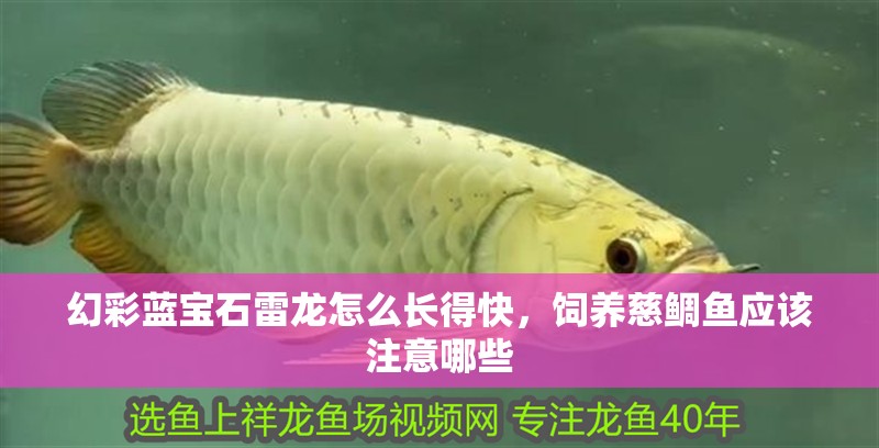 幻彩藍寶石雷龍怎么長得快，飼養慈鯛魚應該注意哪些