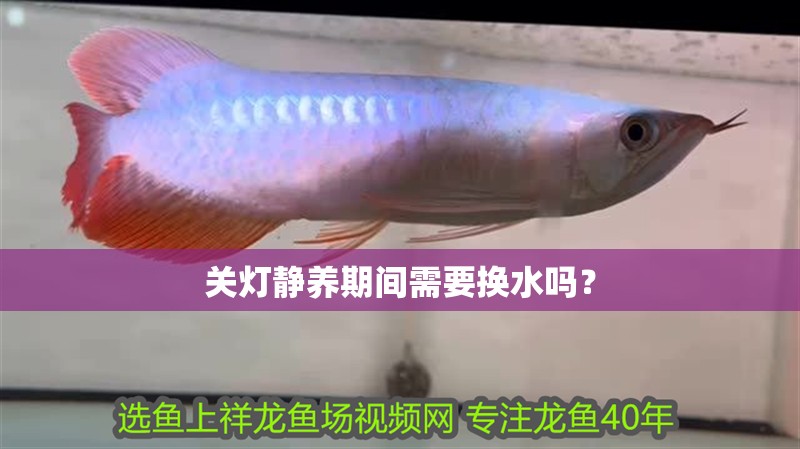 關燈靜養期間需要換水嗎？