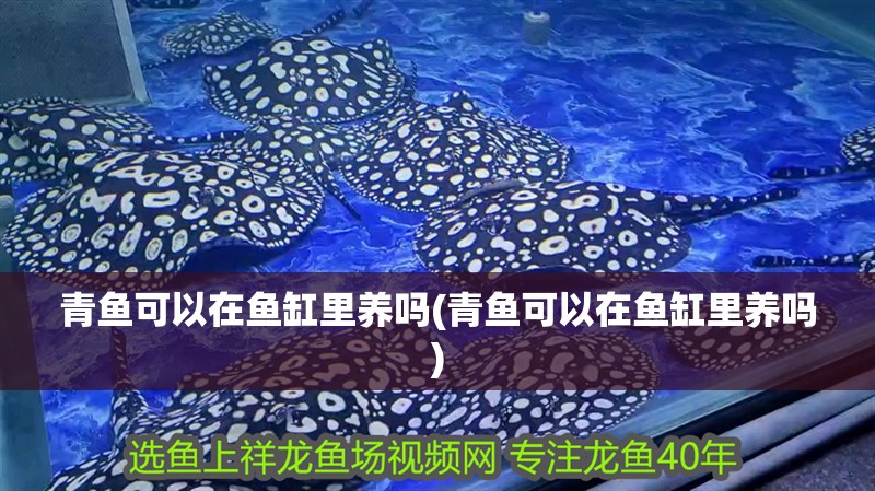 青魚可以在魚缸里養(yǎng)嗎(青魚可以在魚缸里養(yǎng)嗎)