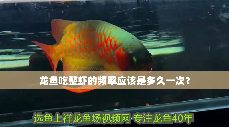 龍魚吃整蝦的頻率應該是多久一次？ 龍魚吃整蝦的頻率應該是多久一次？ 龍魚百科