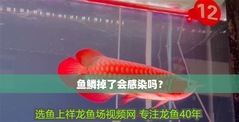 魚鱗掉了會感染嗎？