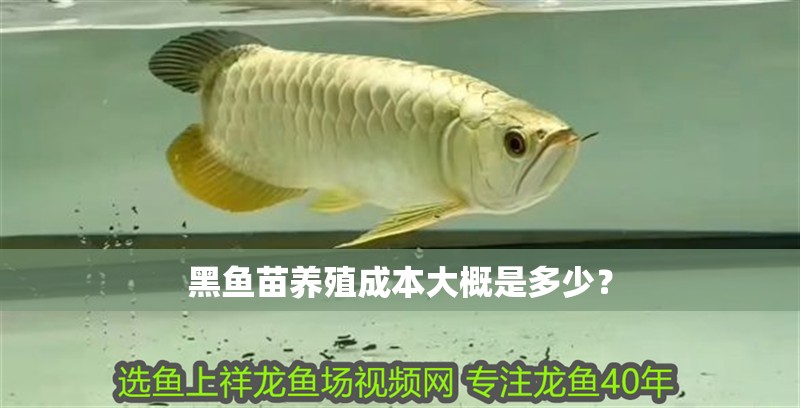 黑魚苗養殖成本大概是多少？
