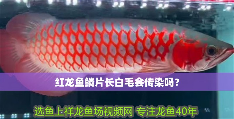紅龍魚鱗片長白毛會傳染嗎？