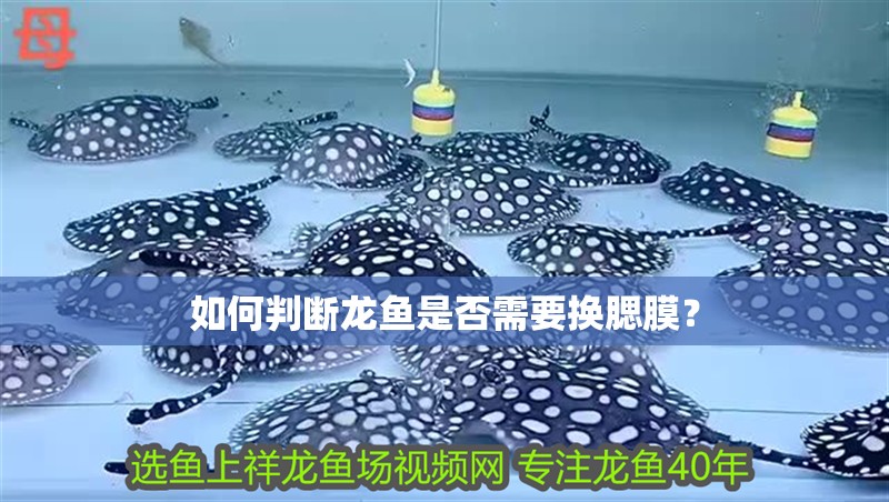 如何判斷龍魚是否需要換腮膜？