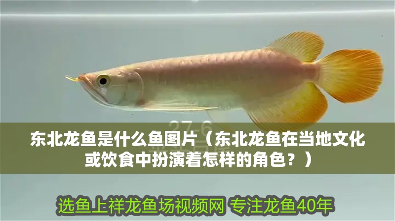 東北龍魚是什么魚圖片（東北龍魚在當地文化或飲食中扮演著怎樣的角色？）