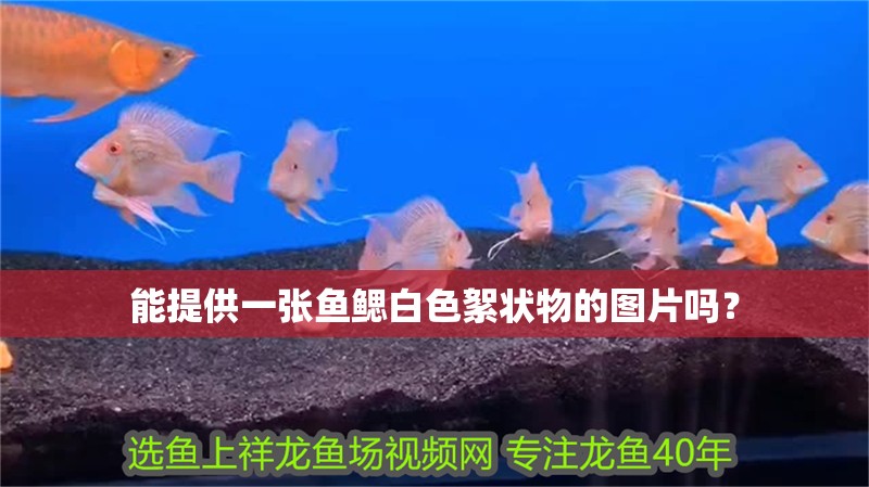 能提供一張魚鰓白色絮狀物的圖片嗎？