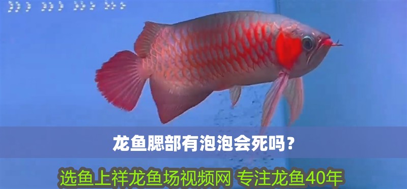 龍魚腮部有泡泡會死嗎？