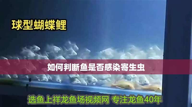 如何判斷魚是否感染寄生蟲 如何判斷魚是否感染寄生蟲 龍魚百科