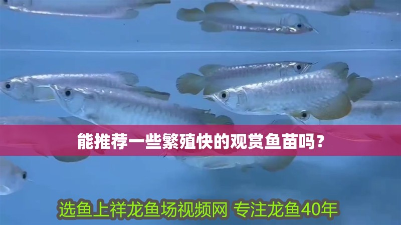 能推薦一些繁殖快的觀賞魚苗嗎？