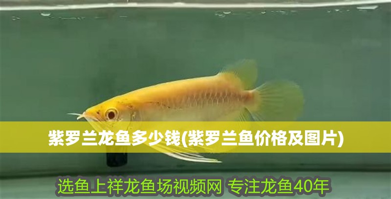 魚缸造景先放沙還是先放水(魚缸造景先鋪沙還是先放石頭) 紫羅蘭龍魚多少錢(紫羅蘭魚價格及圖片) 觀賞魚百科 紫羅蘭龍魚多少錢(紫羅蘭魚價格及圖片) 紫羅蘭龍魚多少錢(紫羅蘭魚價格及圖片) 觀賞魚百科