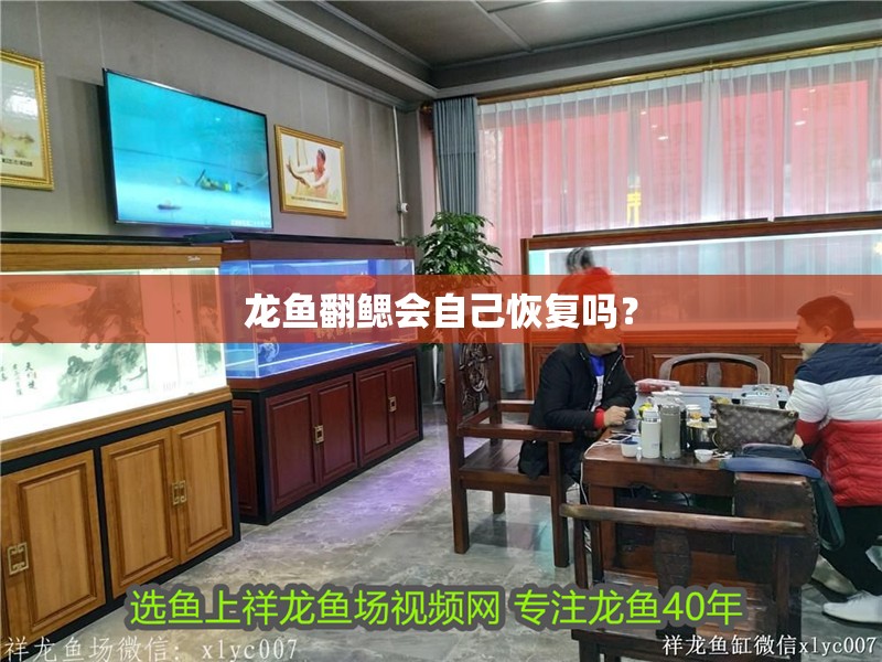龍魚翻鰓會自己恢復嗎？