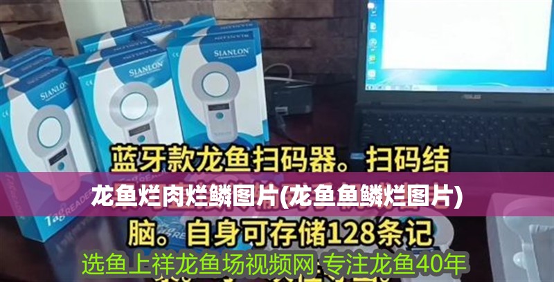 龍魚爛肉爛鱗圖片(龍魚魚鱗爛圖片)