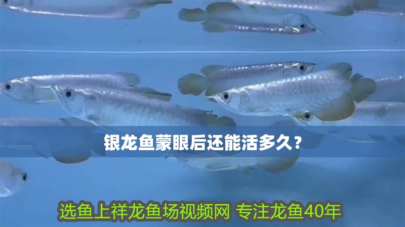 銀龍魚蒙眼后還能活多久？