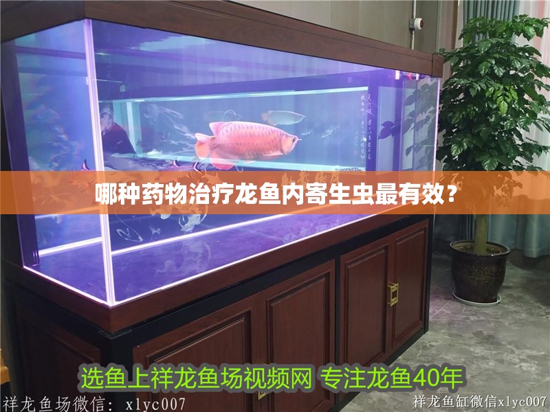 哪種藥物治療龍魚內寄生蟲最有效？