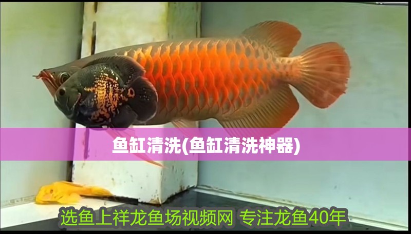 魚缸清洗(魚缸清洗神器) 魚缸清洗(魚缸清洗神器) 觀賞魚百科