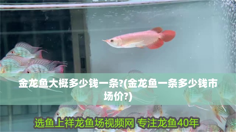 金龍魚大概多少錢一條?(金龍魚一條多少錢市場價(jià)?)