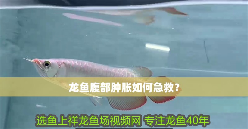 龍魚腹部腫脹如何急救？