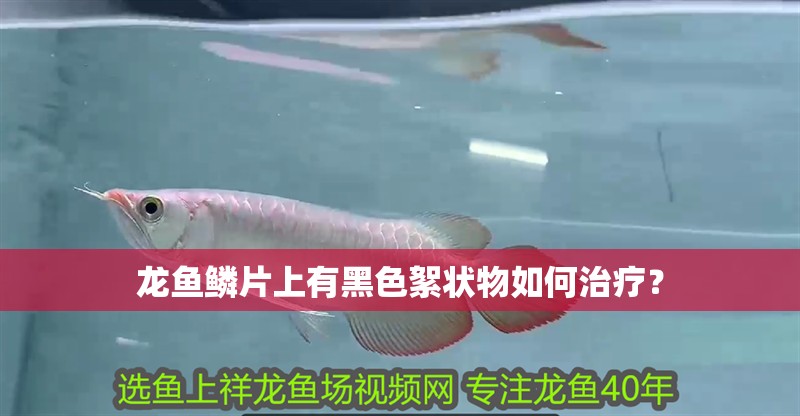 龍魚鱗片上有黑色絮狀物如何治療？ 龍魚鱗片上有黑色絮狀物如何治療？ 龍魚百科