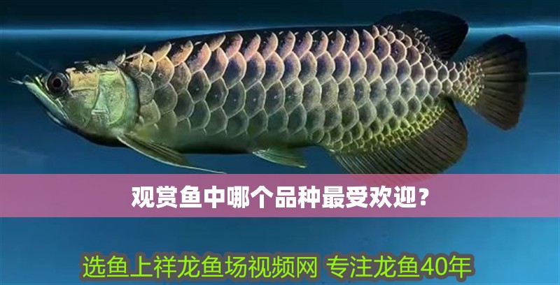 觀賞魚中哪個品種最受歡迎？