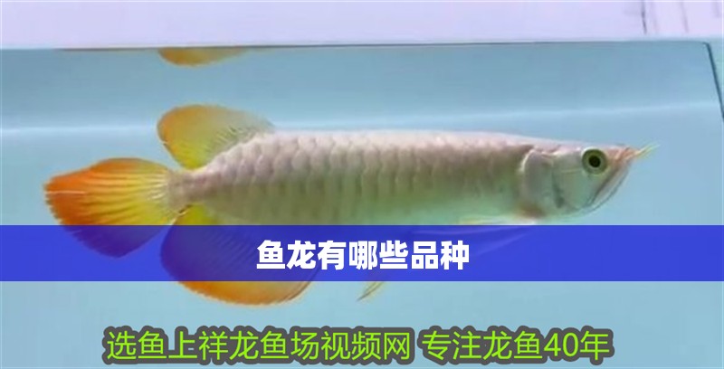 魚龍有哪些品種