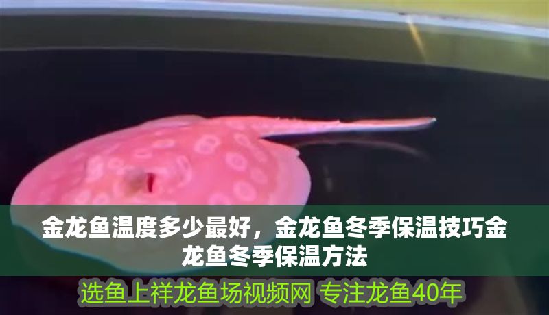 金龍魚溫度多少最好，金龍魚冬季保溫技巧金龍魚冬季保溫方法