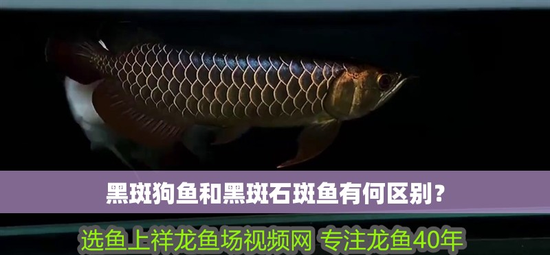 黑斑狗魚和黑斑石斑魚有何區別？