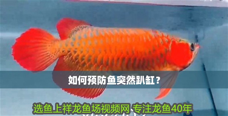 如何預(yù)防魚突然趴缸？