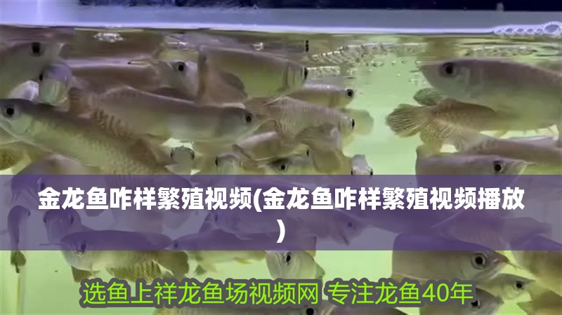 魚缸過濾器選購指南:自制魚缸過濾器魚缸上置過濾器對于養魚愛好者的必備知識 金龍魚咋樣繁殖視頻(金龍魚咋樣繁殖視頻播放) 觀賞魚百科 金龍魚咋樣繁殖視頻(金龍魚咋樣繁殖視頻播放) 金龍魚咋樣繁殖視頻(金龍魚咋樣繁殖視頻播放) 觀賞魚百科