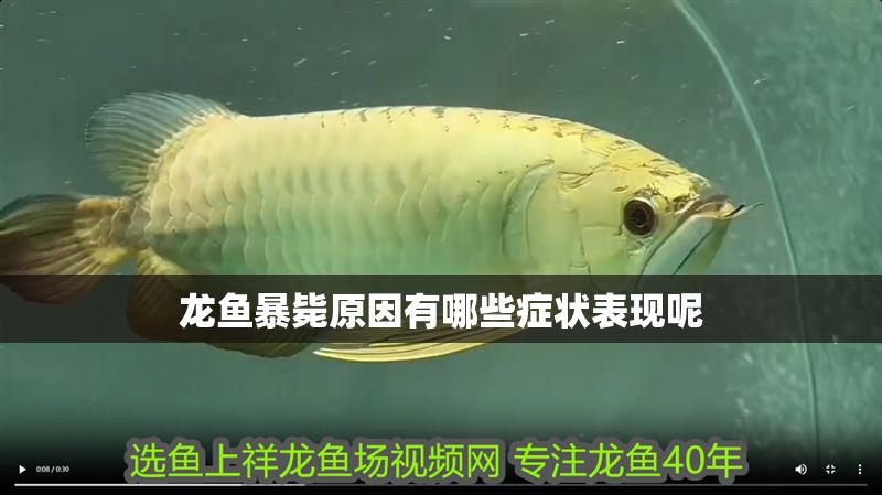 龍魚暴斃原因有哪些癥狀表現(xiàn)呢