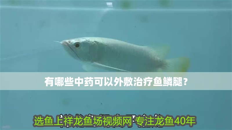 有哪些中藥可以外敷治療魚(yú)鱗腿？ 有哪些中藥可以外敷治療魚(yú)鱗腿？ 龍魚(yú)百科