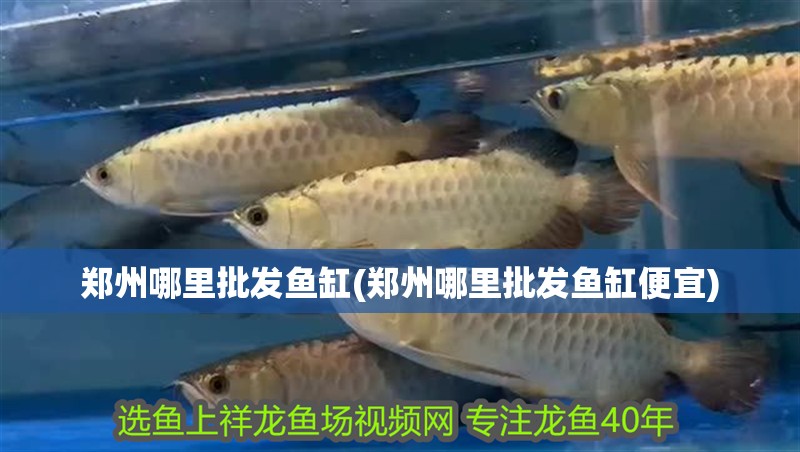 鄭州哪里批發魚缸(鄭州哪里批發魚缸便宜)