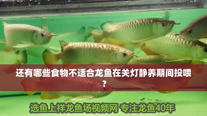 還有哪些食物不適合龍魚在關燈靜養期間投喂？ 還有哪些食物不適合龍魚在關燈靜養期間投喂？ 龍魚百科