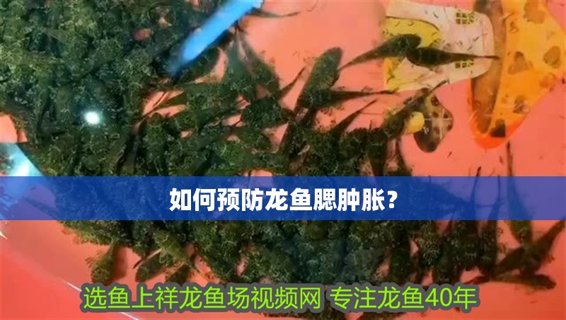 如何預防龍魚腮腫脹？