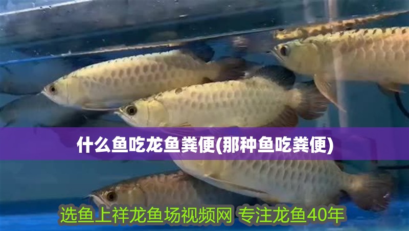 什么魚(yú)吃龍魚(yú)糞便(那種魚(yú)吃糞便)