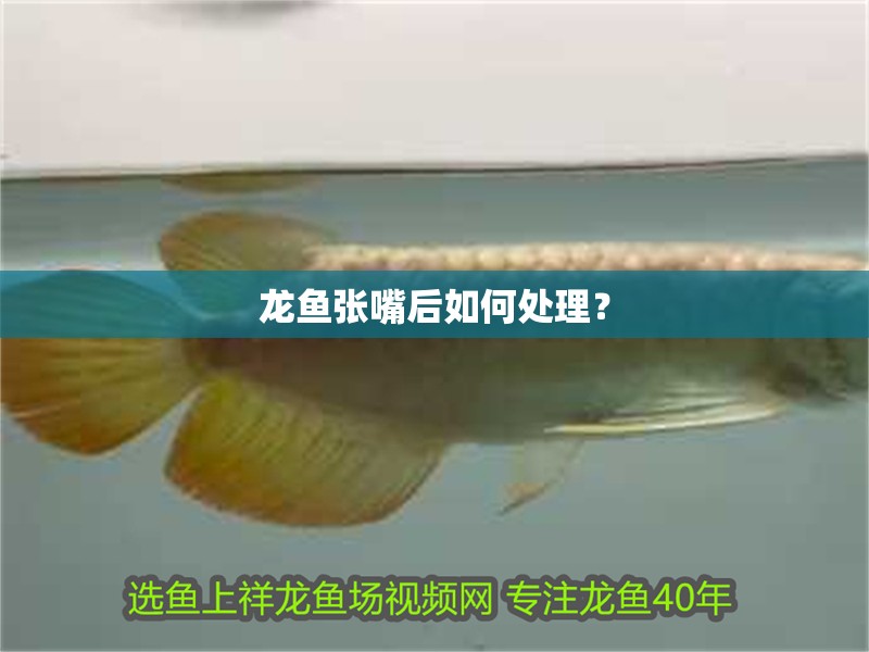 龍魚張嘴后如何處理？