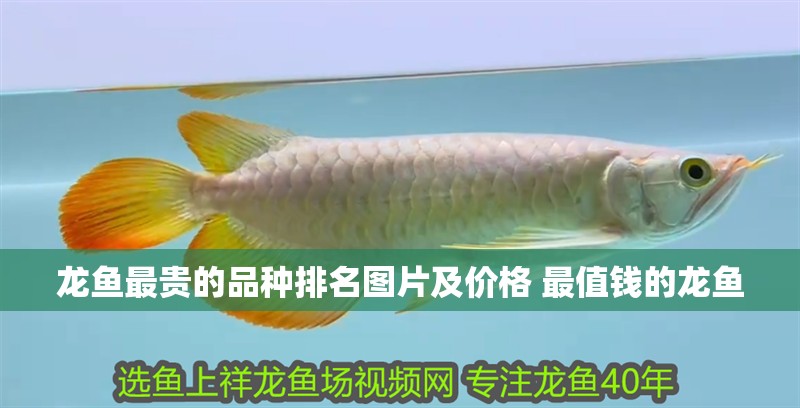 龍魚最貴的品種排名圖片及價格 最值錢的龍魚 龍魚最貴的品種排名圖片及價格 最值錢的龍魚 觀賞魚百科