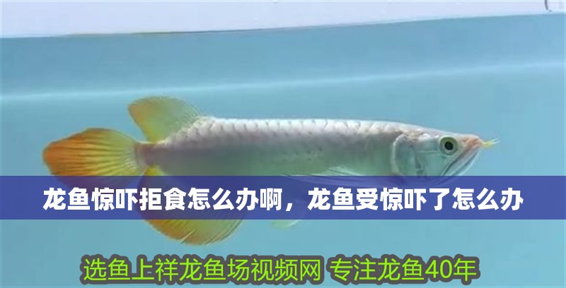 龍魚驚嚇拒食怎么辦啊，龍魚受驚嚇了怎么辦