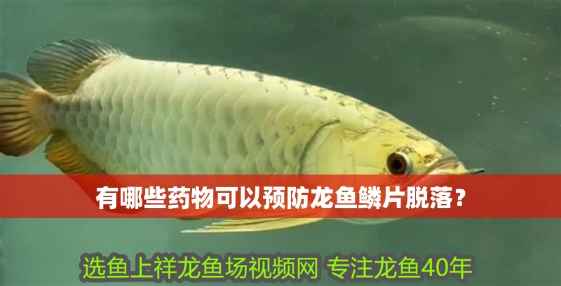 有哪些藥物可以預(yù)防龍魚鱗片脫落？ 有哪些藥物可以預(yù)防龍魚鱗片脫落？ 龍魚百科