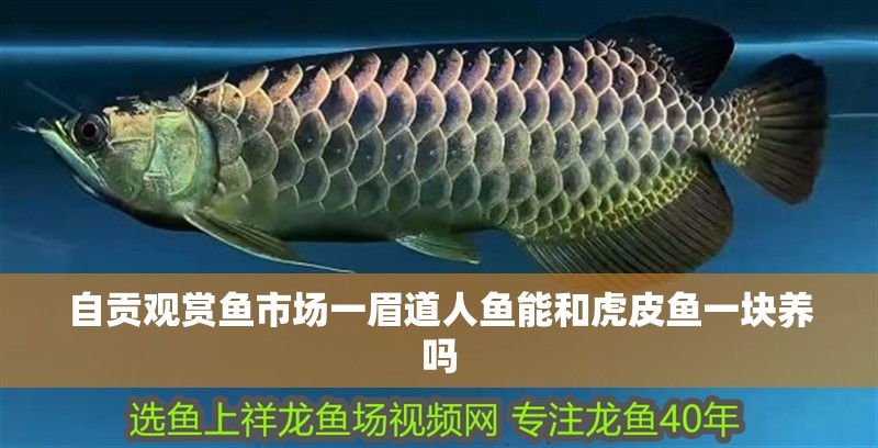 印尼虎魚多少溫度飼養最好:印尼虎魚多少溫度飼養最好印尼虎魚多少溫度飼養最好 自貢觀賞魚市場一眉道人魚能和虎皮魚一塊養嗎 觀賞魚百科 自貢觀賞魚市場一眉道人魚能和虎皮魚一塊養嗎 自貢觀賞魚市場一眉道人魚能和虎皮魚一塊養嗎 觀賞魚百科