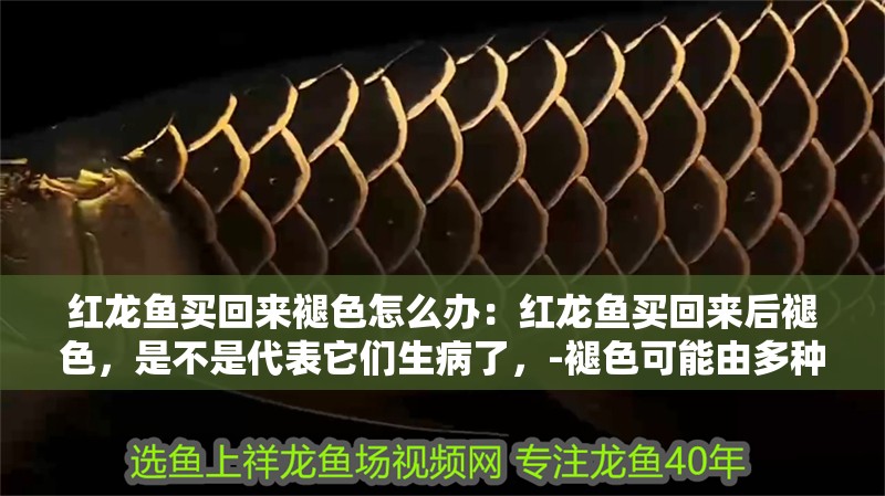 紅龍魚買回來褪色怎么辦：紅龍魚買回來后褪色，是不是代表它們生病了，-褪色可能由多種原因導致 紅龍魚買回來褪色怎么辦：紅龍魚買回來后褪色，是不是代表它們生病了，-褪色可能由多種原因導致 觀賞魚百科