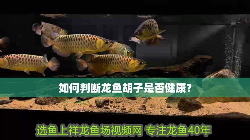 如何判斷龍魚胡子是否健康？