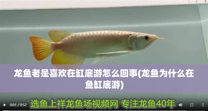 龍魚老是喜歡在缸底游怎么回事(龍魚為什么在魚缸底游) 觀賞魚百科 龍魚老是喜歡在缸底游怎么回事(龍魚為什么在魚缸底游) 龍魚老是喜歡在缸底游怎么回事(龍魚為什么在魚缸底游) 觀賞魚百科