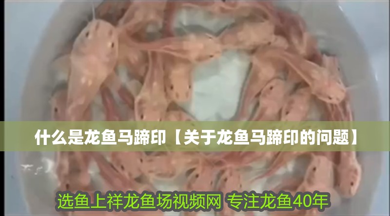 什么是龍魚馬蹄印【關于龍魚馬蹄印的問題】